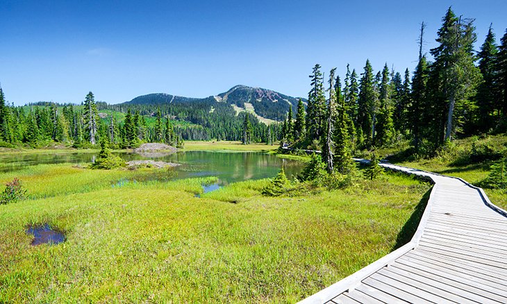 Paradise Meadows Loop Trail