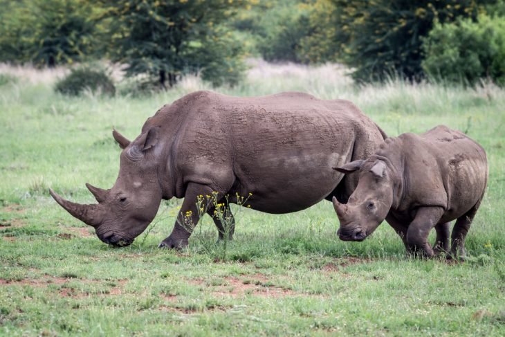 White rhinos, Pilanesberg National Park