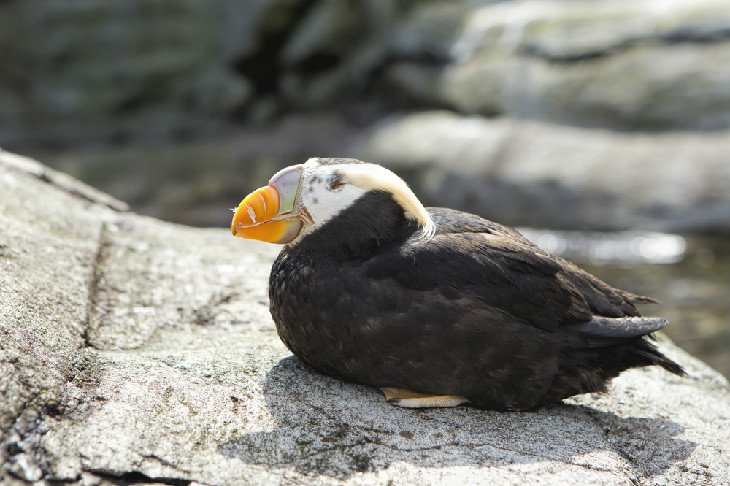 Tufted Puffin at the Oregon Coast Aquarium