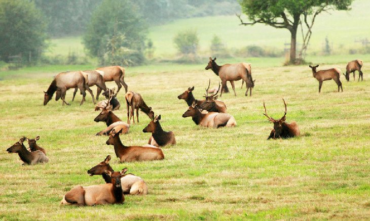 Roosevelt elk at Jewell Meadows Wildlife Area
