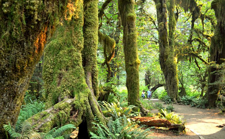 Mossy surroundings near the Hoh Campground