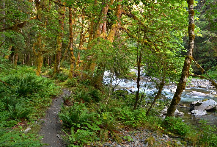 12 rutas de senderismo mejor valoradas en el Parque Nacional Olympic