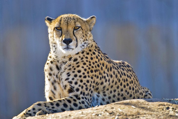 A cheetah at the Denver Zoo