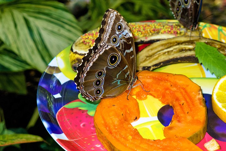 Conservatoire des papillons et de la nature de Key West