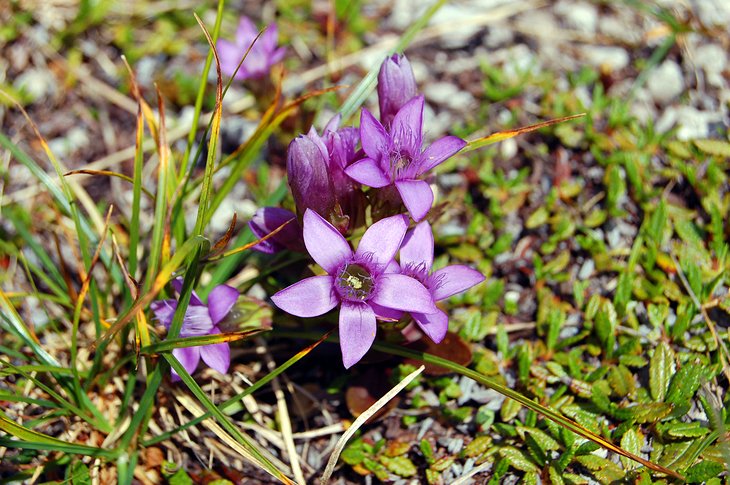 Alpine flowers