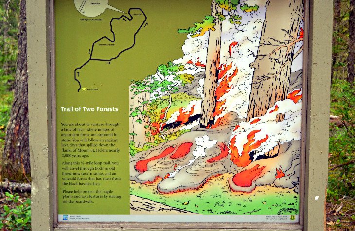 Interpretive information along the Trail of Two Forests