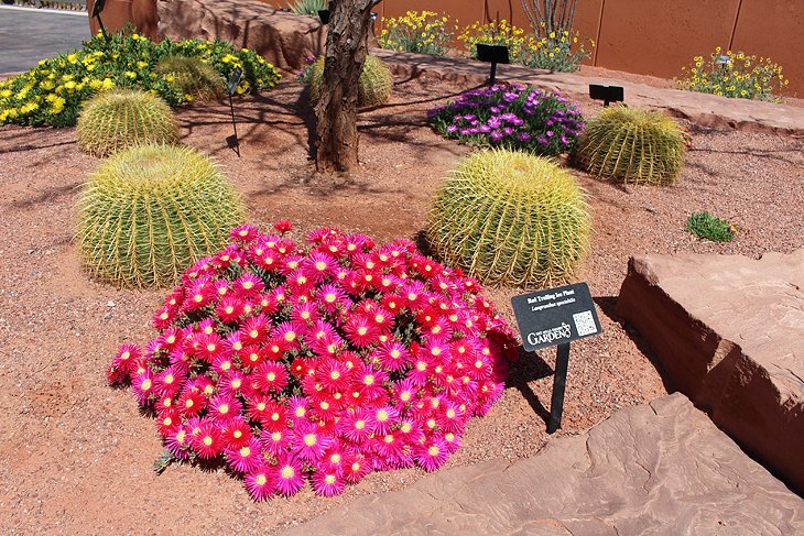 Red Hills Desert Garden