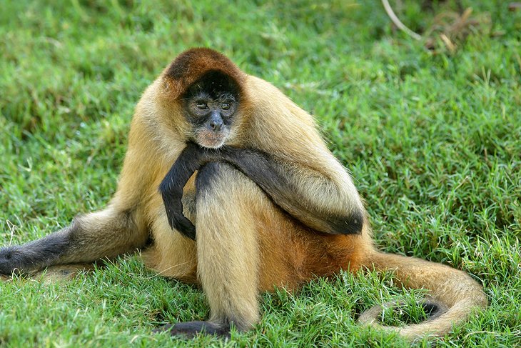 Un mono en el zoológico de Montgomery.
