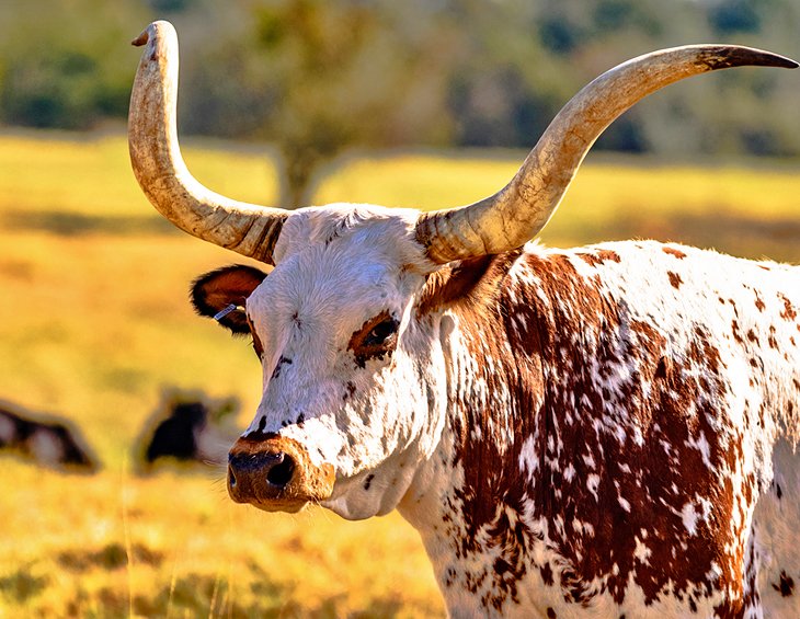 Alabama Longhorn steer