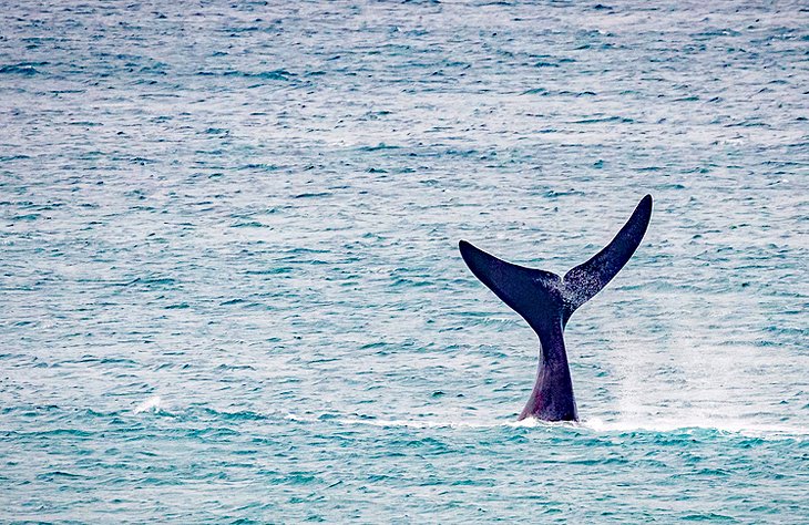 Southern right whale tail at Logan's Beach