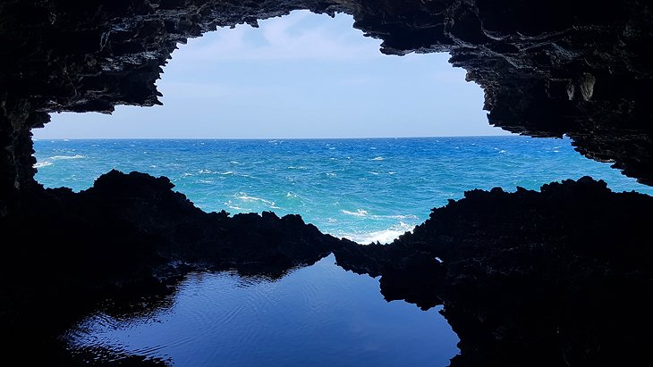 Animal Flower Cave