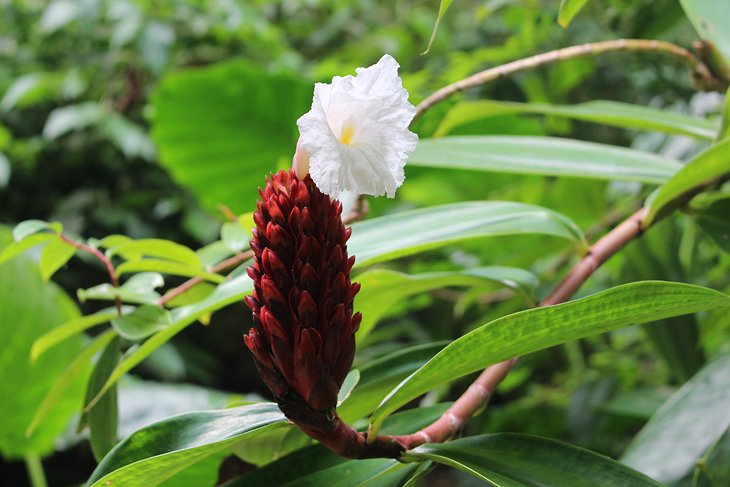 Flower at Welchman Hall Gully