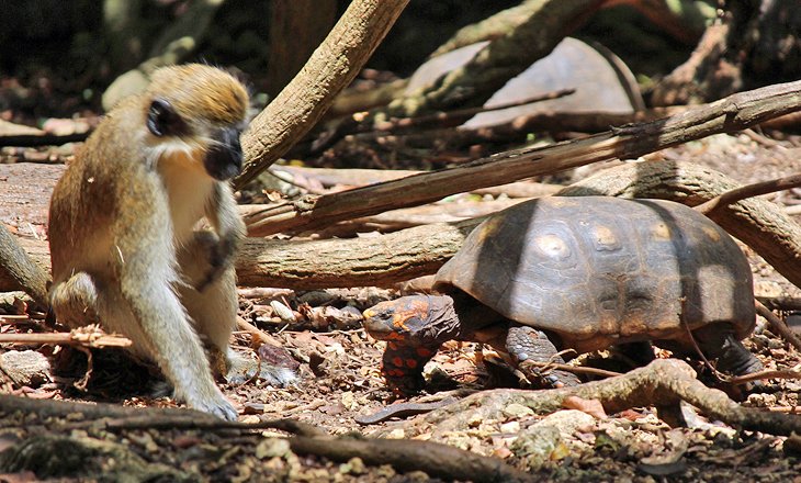 Monkey and tortoise at the Barbados Wildlife Preserve