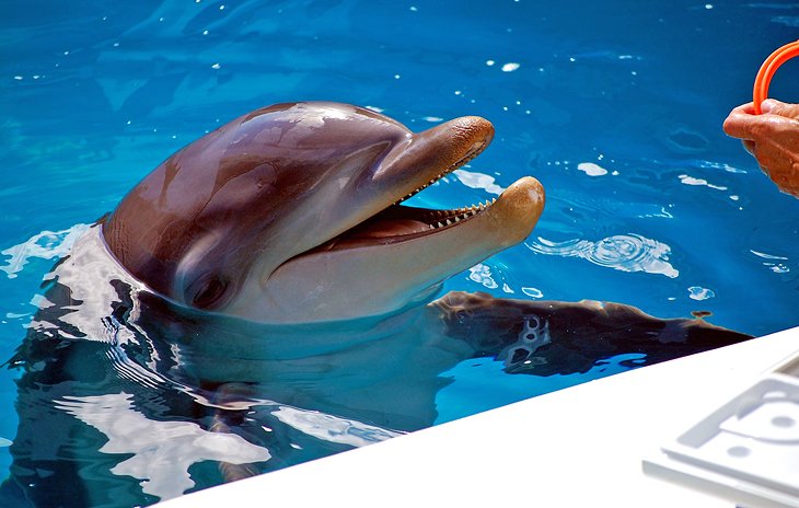 Winter at the Clearwater Marine Aquarium