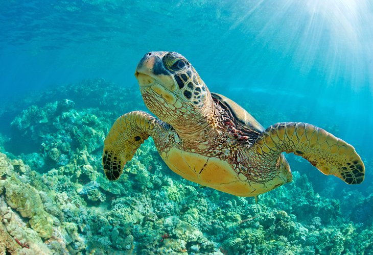 Sea turtle swimming over coral reef