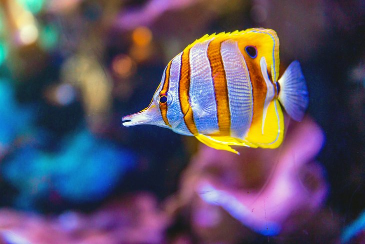 Aquarium de Waikiki