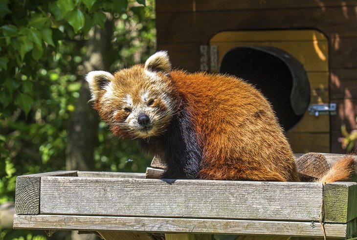 Curraghs Wildlife Park