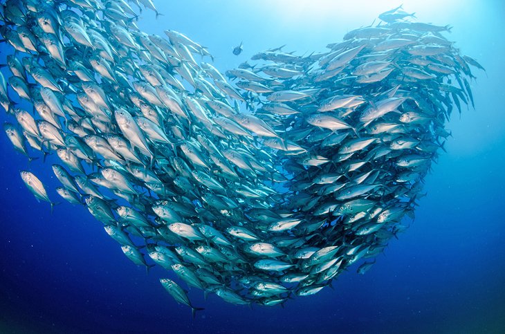 Large school of trevally