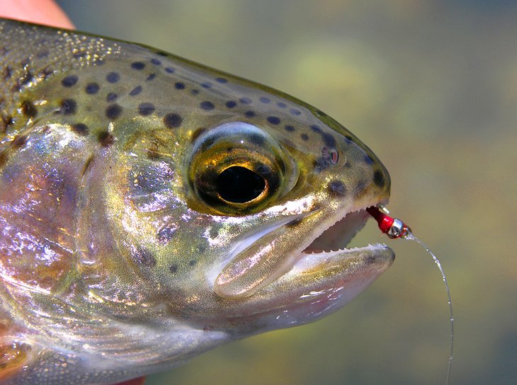 Rainbow trout