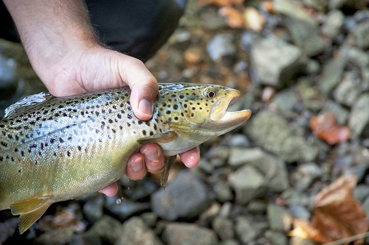 Trout caught in Lake Taneycomo