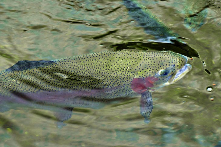 Freshwater trout