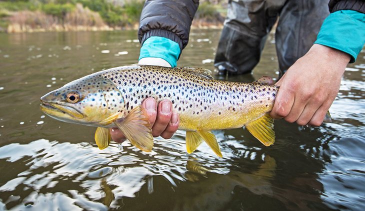 Brown trout