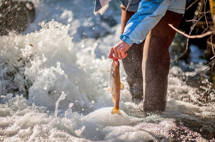 Bennett Spring fishing