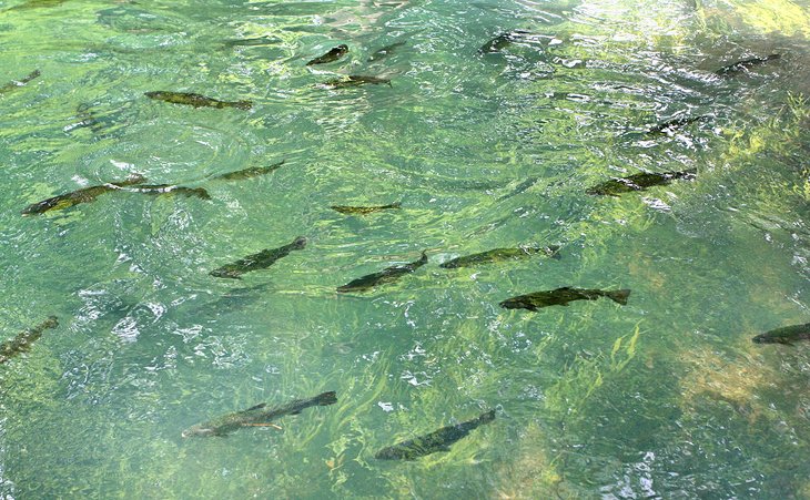 Truite au Maramec Spring Park