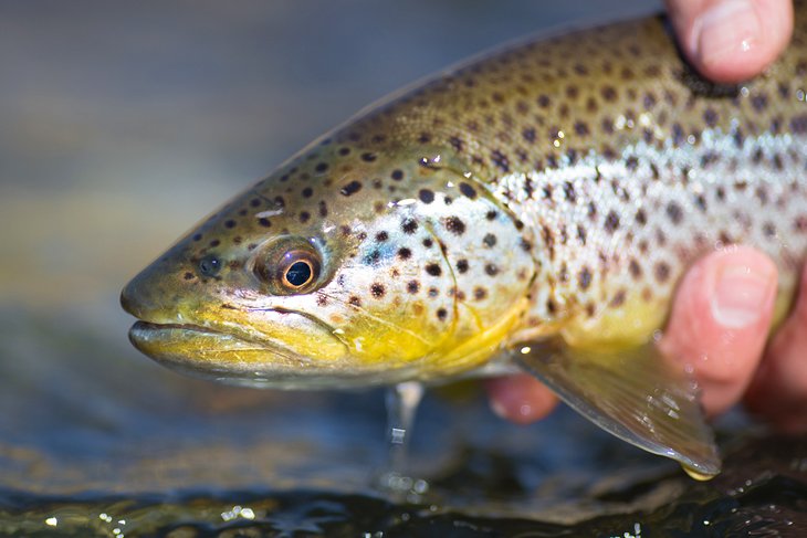 Brown trout