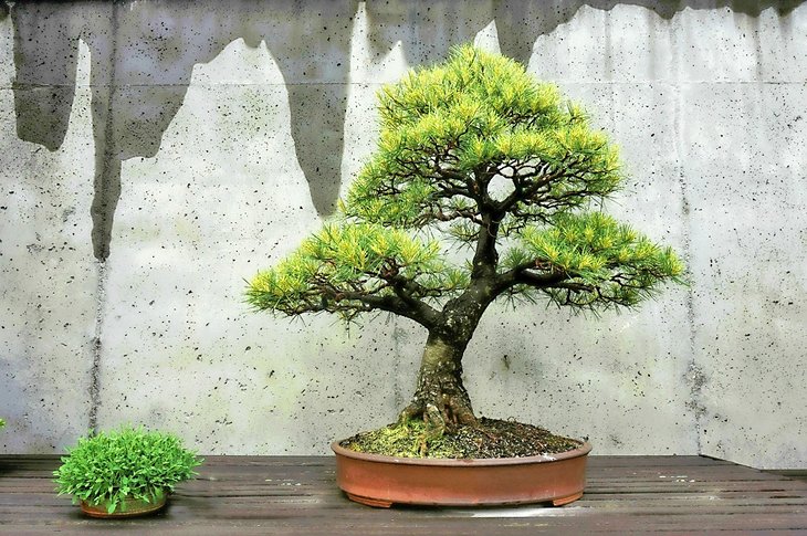 Bonsai Tree at the North Carolina Arboretum