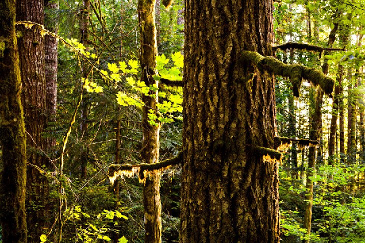 Sunset forest at L.L. "Stub" Stewart State Park