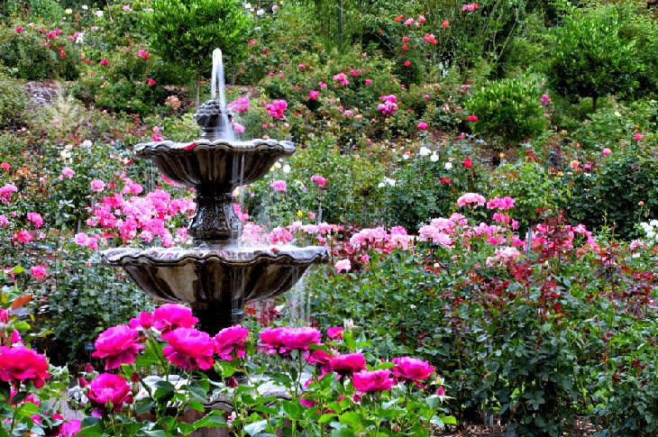 International Rose Test Garden