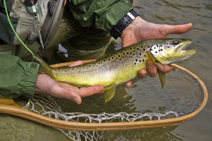Penns Creek brown trout