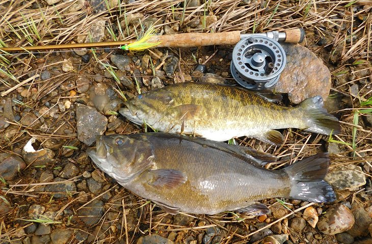 Smallmouth bass on the Allegheny River