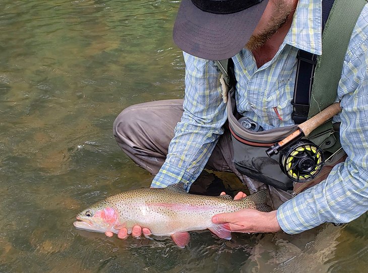 Trout on Youghiogheny River