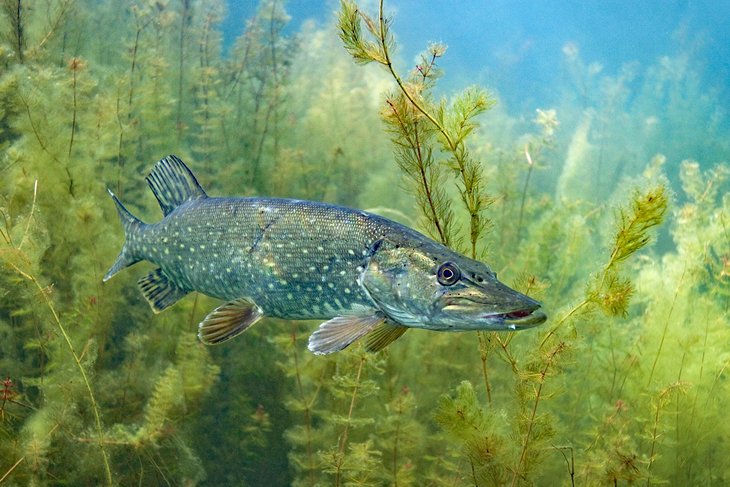 Northern Pike