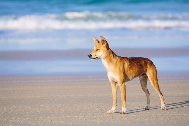 Dingo on the beach