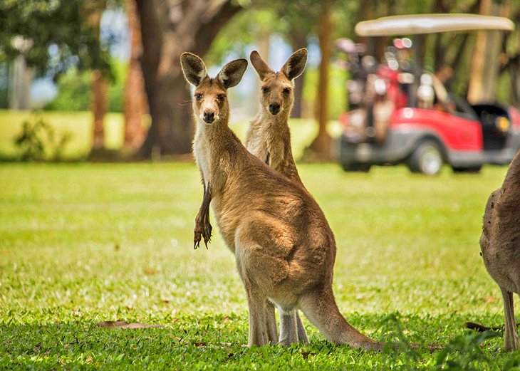 Kangaroos on the golf course