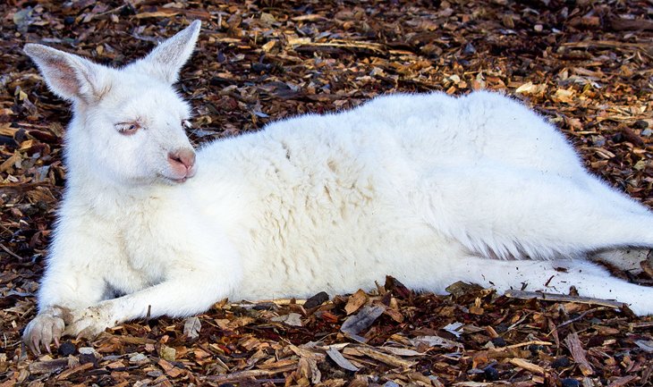 Albino kangaroo at the Hunter Valley Zoo