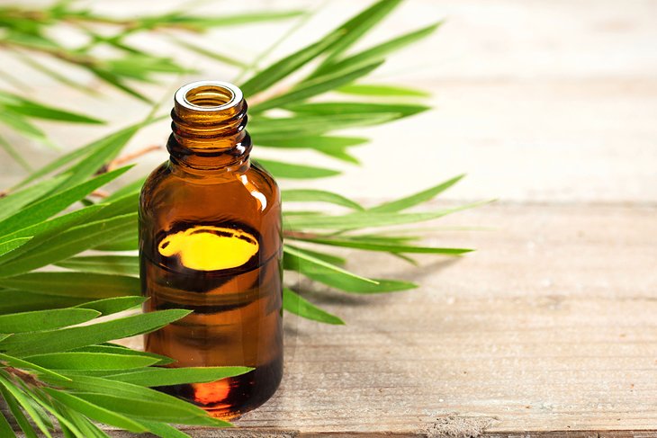 Melaleuca essential oil