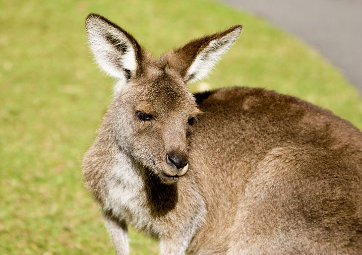 Kangaroo at Australia Zoo