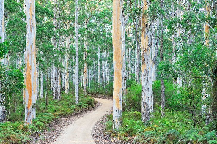 Track through Boranup karri forest