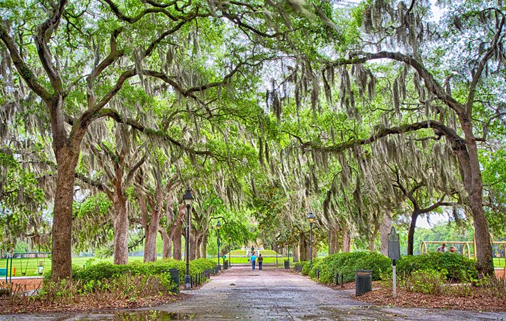 Parc Savannah bordé d'arbres