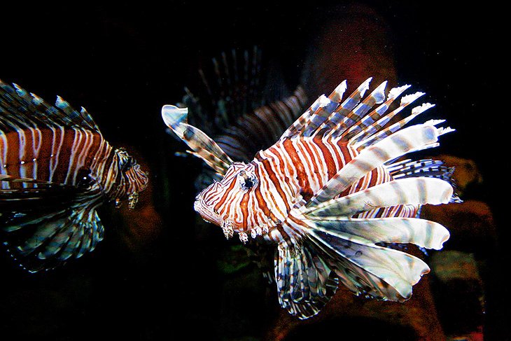 SEA LIFE Hannover