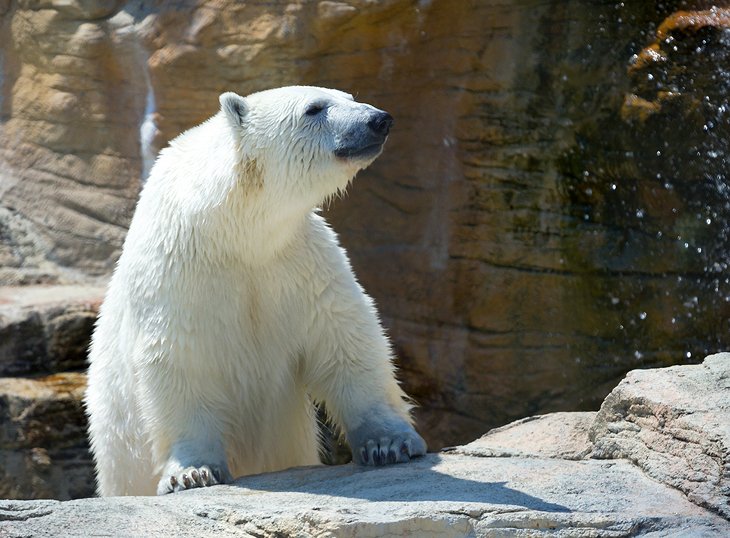 Polar Bear at the Assiniboine Park Zoo