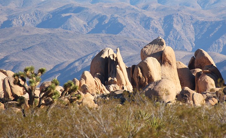 Joshua Tree National Park