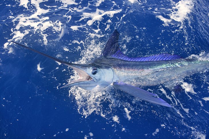 White marlin