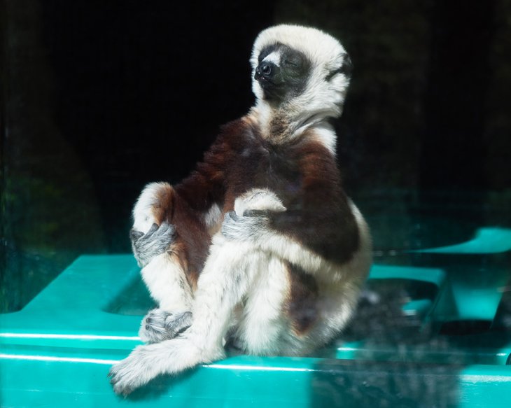 Meditating sifaka lemur at the Duke Lemur Center