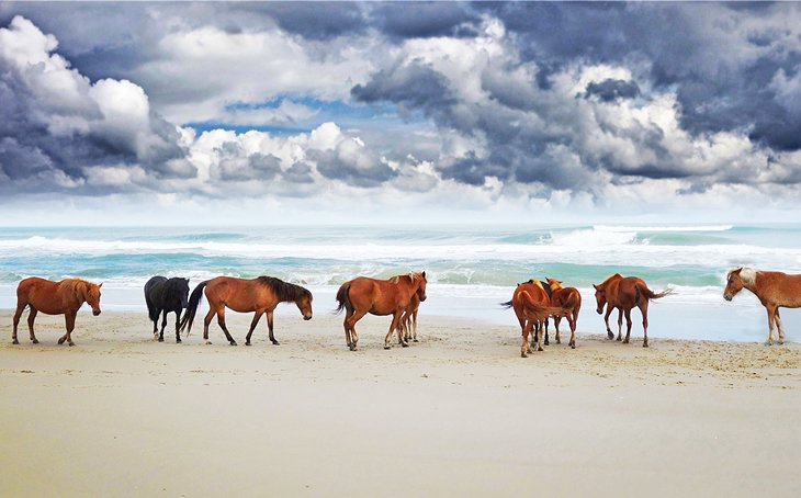 Wild horses on the beach in Corolla