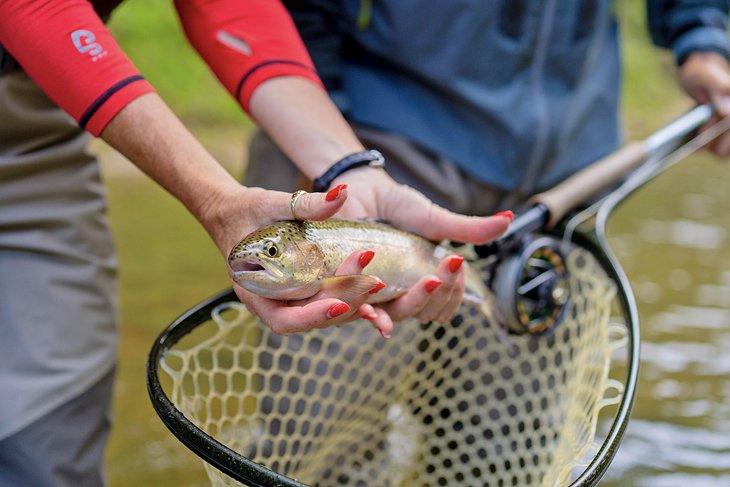 Rainbow trout